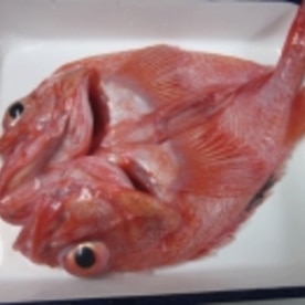函館の高級魚 きんき を家庭用グリルで塩焼き レシピ 作り方 By Startrek 楽天レシピ 函館の高級魚 きんき を家庭用グリルで塩焼き レシピ 作り方 By Startrek 楽天レシピ